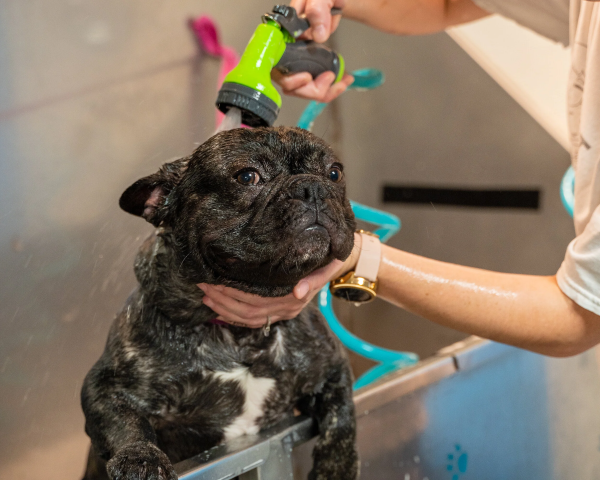 Chăm sóc vệ sinh và môi trường sống giúp cho chó khỏe mạnh