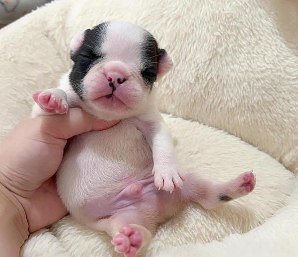 Những điều cần lưu ý khi lựa chọn nuôi chó Bull