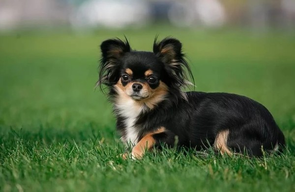Ngoại hình nhỏ nhắn đáng yêu của chó Chihuahua lông dài