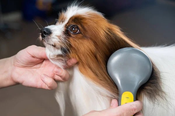 Chăm sóc vệ sinh lông thường xuyên cho chó Chihuahua lông dài