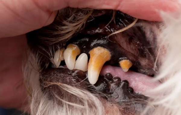 Bệnh về răng miệng và xương khớp ở chó Chihuahua lông dài