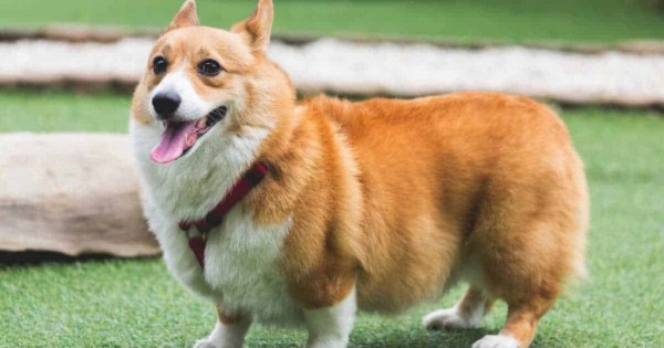 Chó Corgi một trong những giống chó được yêu thích nhất trên thế giới