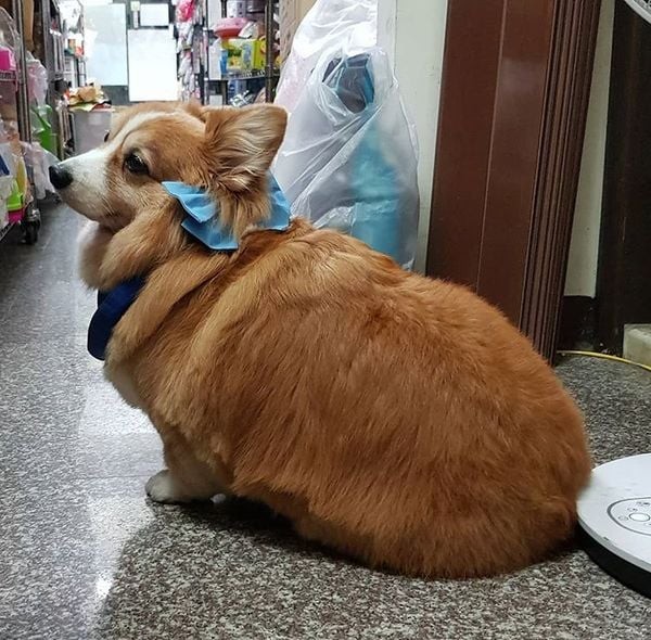 Bệnh béo phì ở cho Corgi