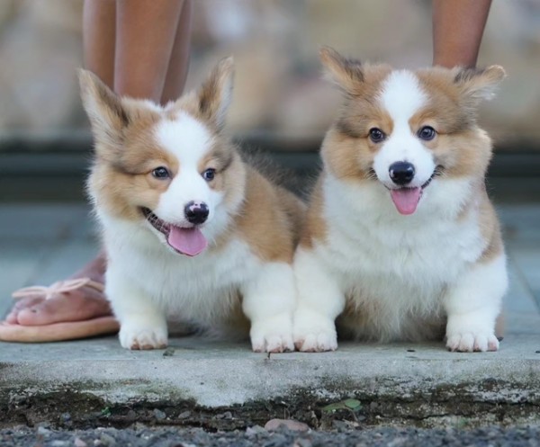 Một số kinh nghiệm khi mua chó Corgi