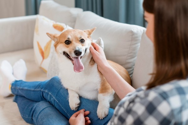Câu hỏi thường gặp về chó Corgi