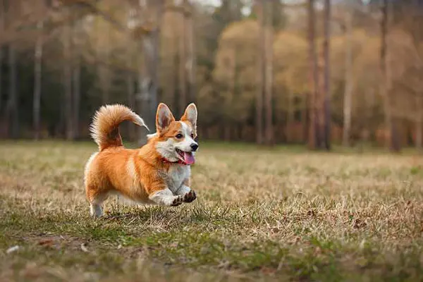Chó Pembroke Welsh Corgi
