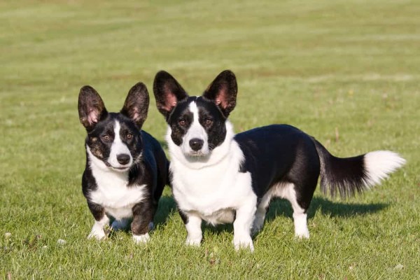 Chó Cardigan Welsh Corgi