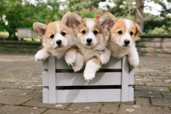Giá chó Corgi tùy thuộc vào nhiều yếu tố khác nhau