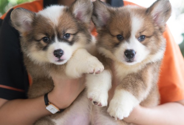 Các yếu tố ảnh hưởng đến giá chó Corgi