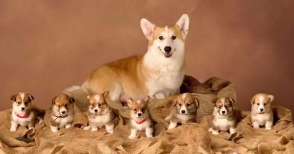 Corgi có thể thích nghi với nhiều môi trường sống khác nhau