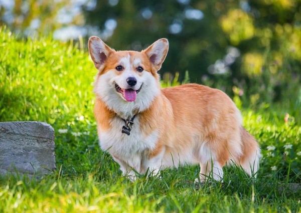 Chó Pembroke Welsh Corgi giống chó bắt nguồn từ Wales