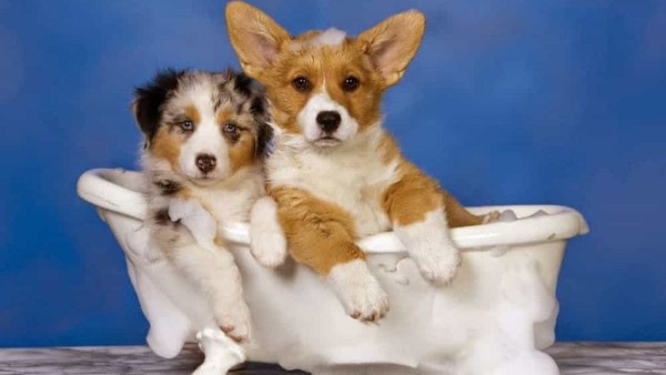 Chăm sóc và vệ sinh thường xuyên để tránh chó Pembroke Welsh Corgi bị rụng lông và các vấn đề về da