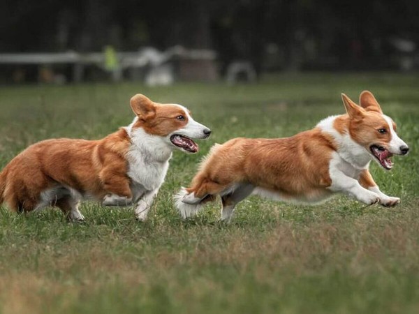 Cho chó Pembroke Welsh Corgi vân động thường xuyên để duy trì sức khỏe tốt