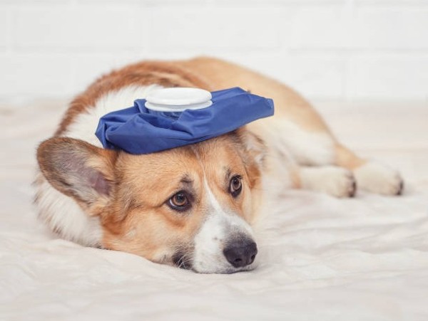 Các bệnh thường gặp và cách phòng ngừa cho chó Pembroke Welsh Corgi