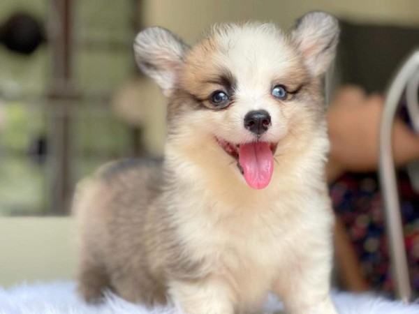Giá của chó Pembroke Welsh Corgi phụ thuộc vào nhiều yếu tố khác nhau