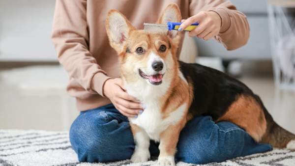 Một số tiêu chí cần lưu ý khi chọn mua chó Pembroke Welsh Corgi