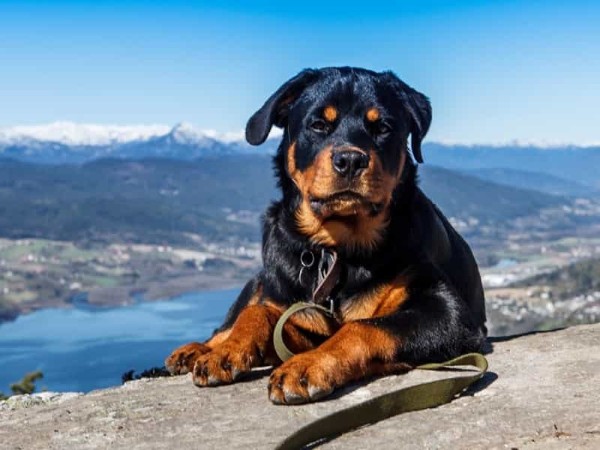 Chó Rottweiler giống chó có lịch sử lâu đời tại Đức