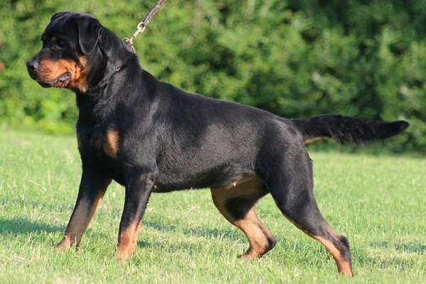 Đặc điểm ngoại hình nổi bật của chó Rottweiler