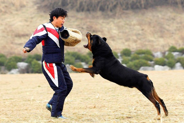 Huấn luyện cho chó Rottweiler khi còn nhỏ