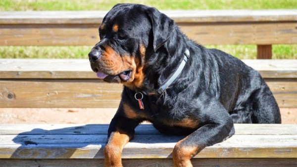 Chó Rottweiler thuần chủng Đức