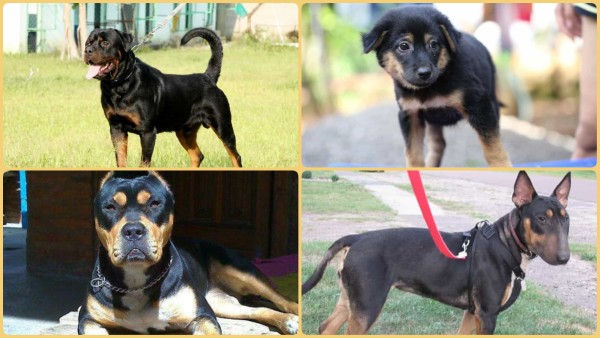 Cái giống chó Rottweiler lai