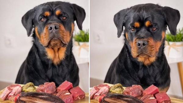 Chế độ dinh dưỡng dành cho chó Rottweiler