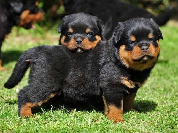 Những yếu tố ảnh hưởng đến giá của chó Rottweiler