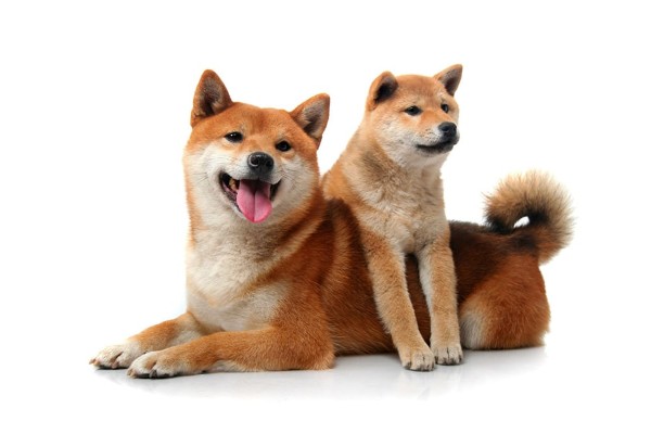Shiba Inu là giống chó bản địa lâu đời của Nhật Bản