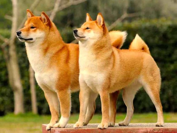 Đặc điểm ngoại hình và tính cách nổi bật của chó Shiba