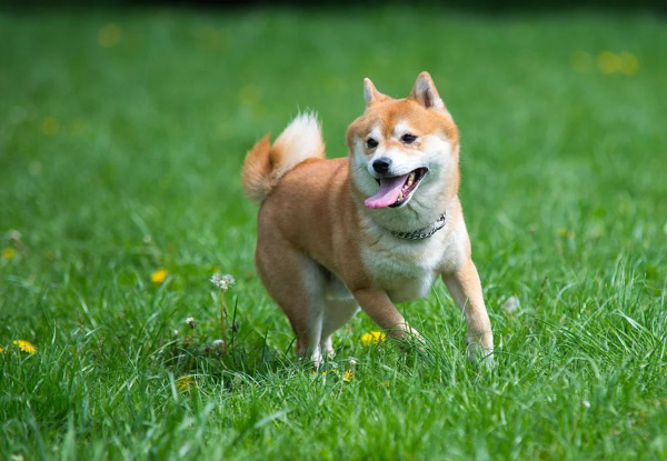 Môi trường sống phù hợp cho chó Shiba