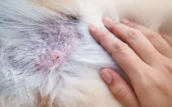 Chó Shiba gặp vấn đề về da