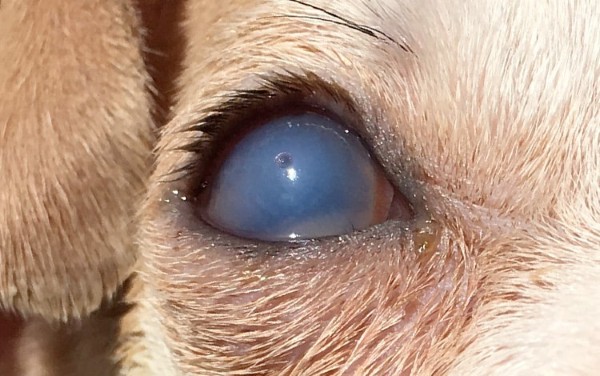 Cho Shiba bị di truyền các bệnh về mắt