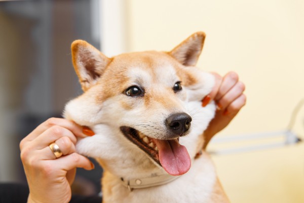 Các câu hỏi thường gặp về chó Shiba