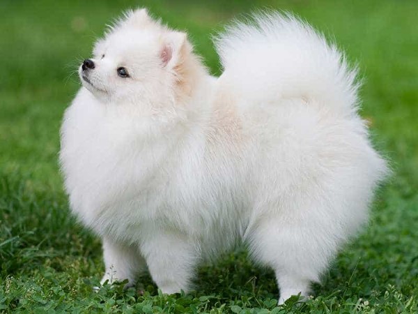 Chó Phốc Sóc Pomeranian