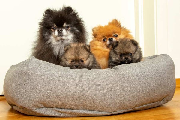 Các loại cho phốc lại phổ biến hiện nay