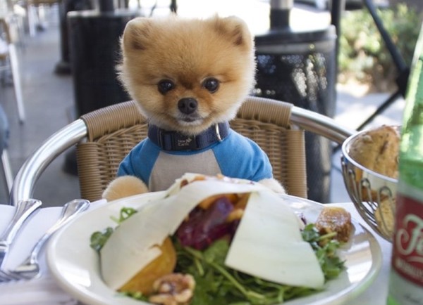 Chế độ dinh dưỡng cho các loại chó Phốc