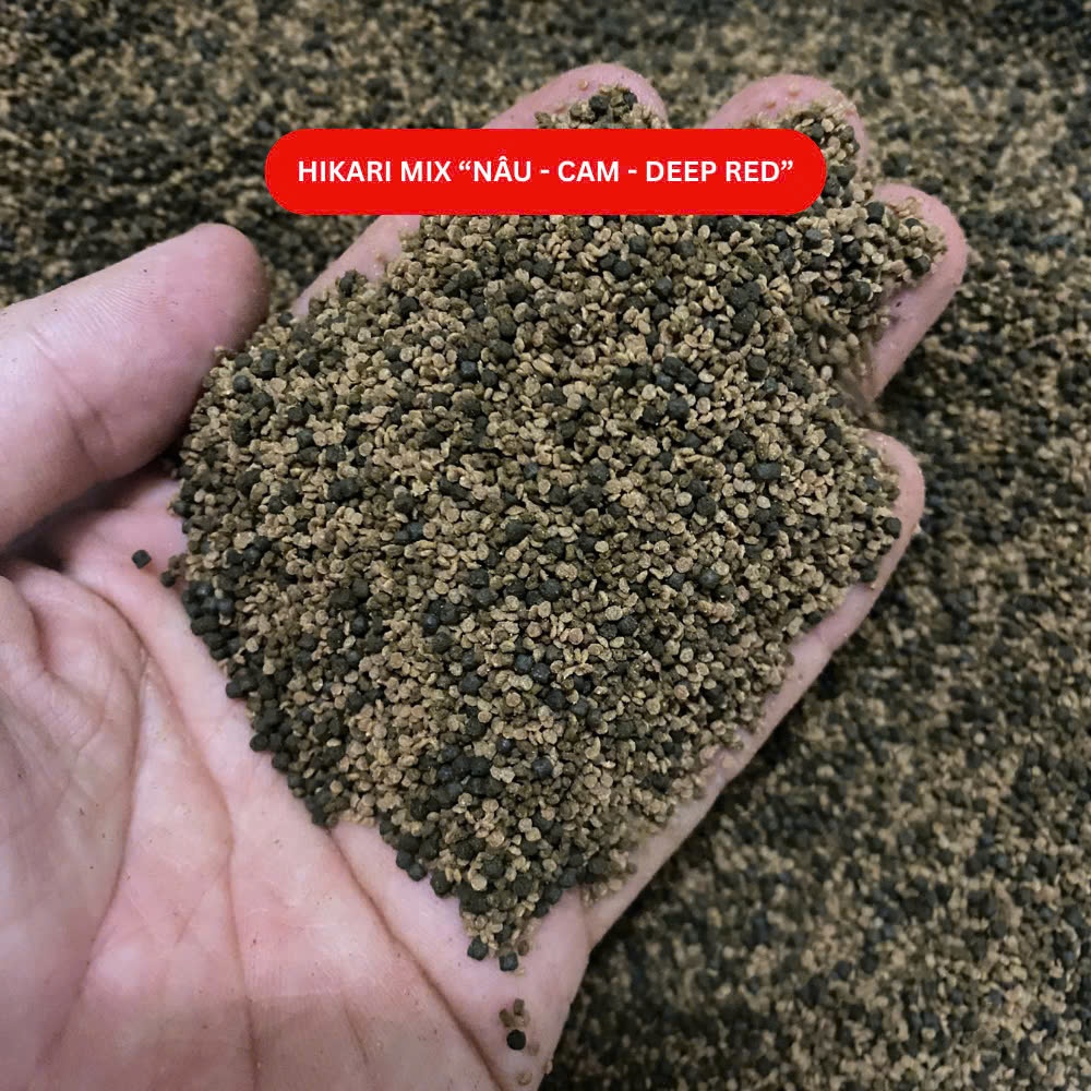 Cám Hikari mix Hikari nâu, Hikari Cam, Saki-Hikari Deep Red cho cá vàng, cầu vồng, hồng mi - Ảnh 5