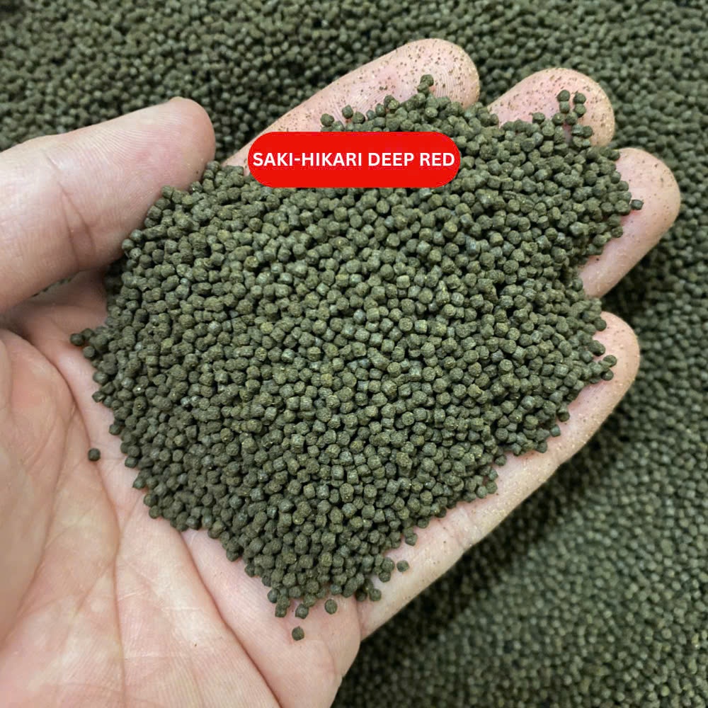 Cám Hikari mix Hikari nâu, Hikari Cam, Saki-Hikari Deep Red cho cá vàng, cầu vồng, hồng mi - Ảnh 4
