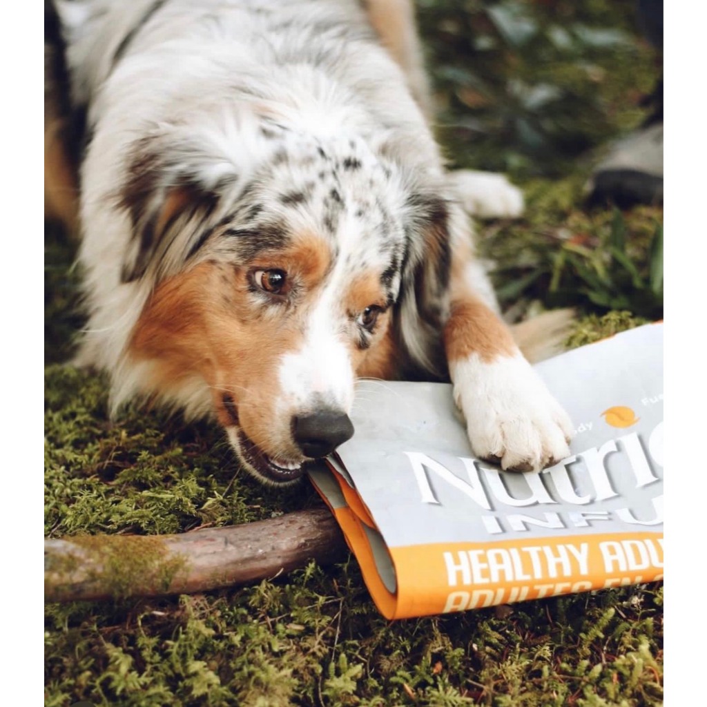 Nutrience Infusion Healthy Adult thức ăn cho chó TB lớn - thịt gà và rau củ trái cây tự nhiên 500g - Ảnh 9