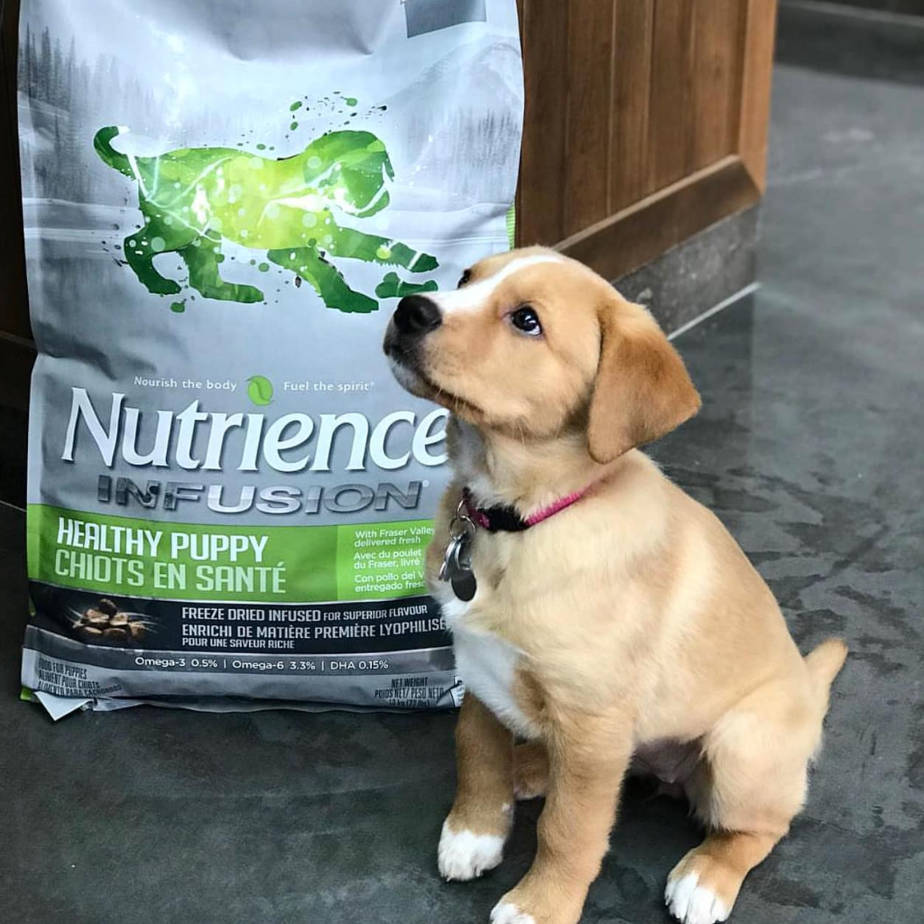 Thức ăn cho chó con Nutrience Infusion Healthy Puppy - thịt gà, dầu cá hồi và rau củ trái cây 2.27kg - Ảnh 8