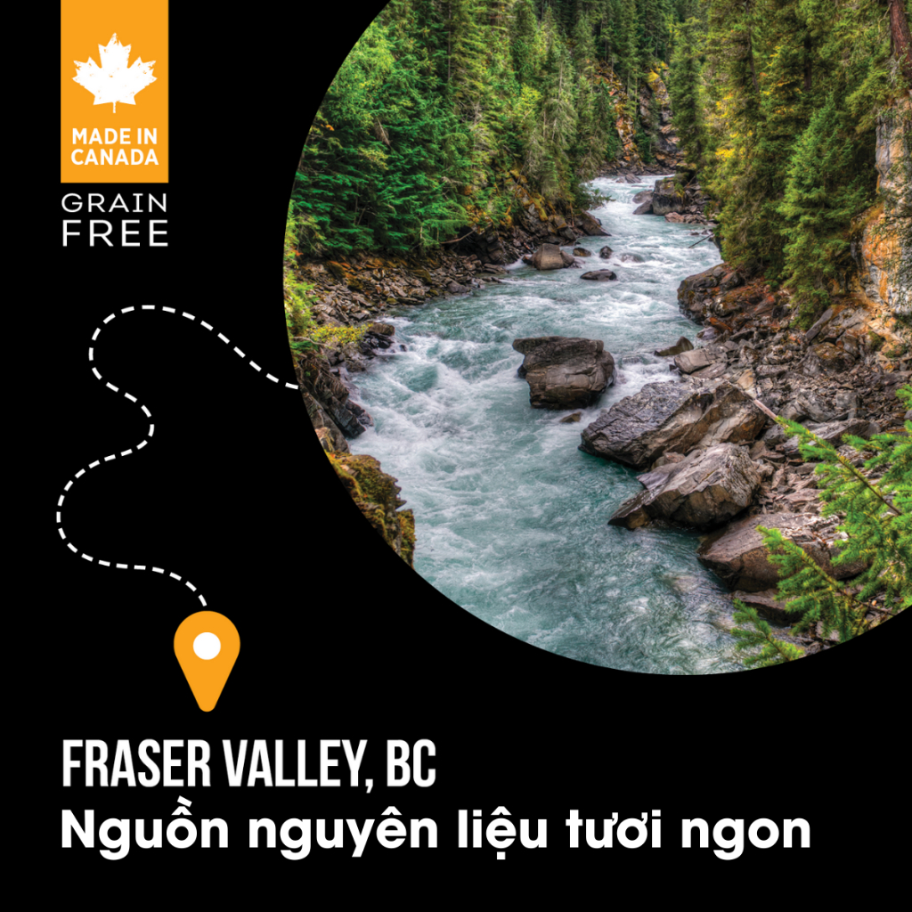 Hạt cho chó Nutrience Subzero Grain-free - gà tây, cá hồi, cá trích, cá tuyết và rau củ quả 500g - Ảnh 9