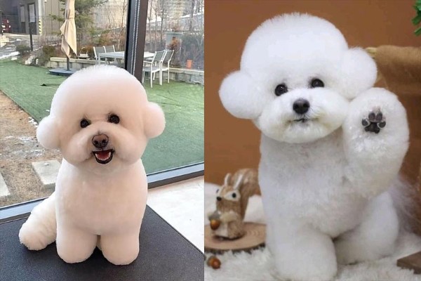 Các câu hỏi thường gặp về chó Bichon