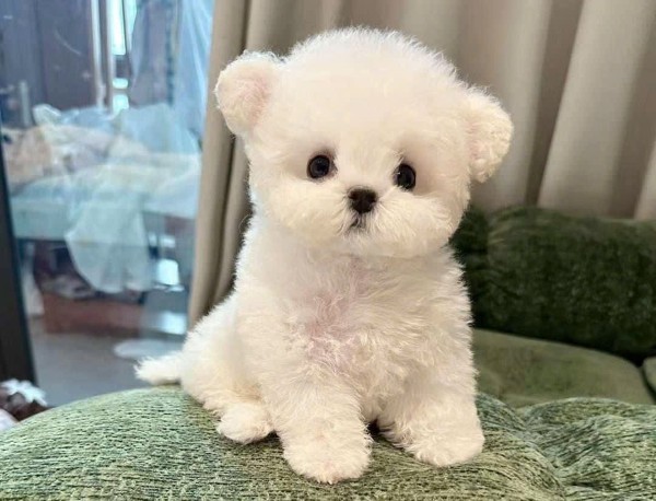 Chó Bichon với ngoại hình nhỏ nhắn đáng yêu