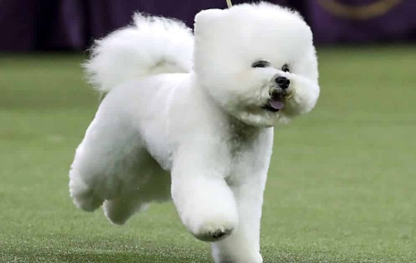 Chó Bichon những chú chó vui vẻ, hòa đồng và luôn tràn đầy năng lượng