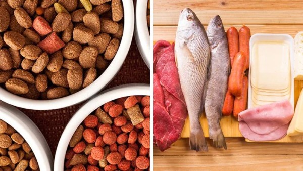 Chế độ dinh dưỡng thích hợp cho các độ tuổi chó Bichon