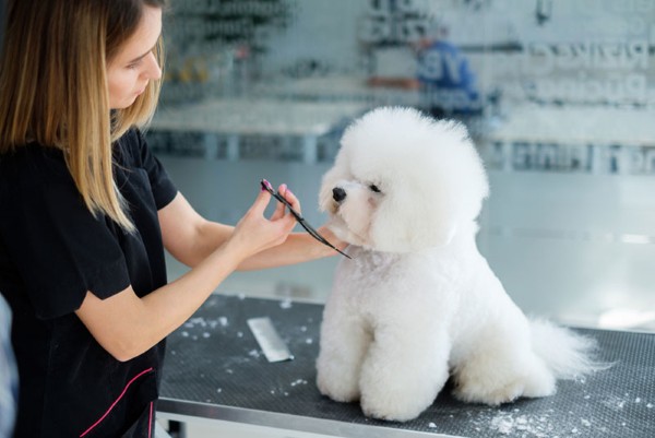 Vệ sinh và chăm sóc lông cho chó Bichon