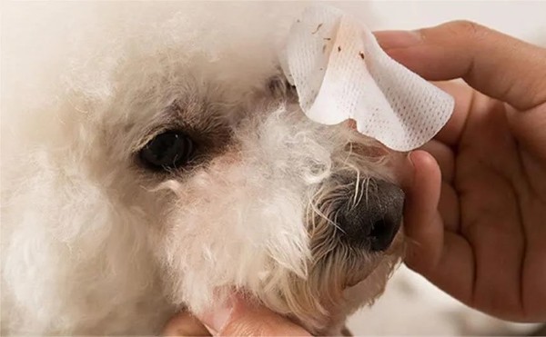 Cách trị vết ố trước mắt của chó Bichon