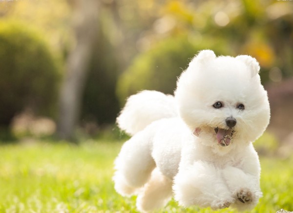 Cho chó Bichon vận động và huấn luyện giúp chó khỏe mạnh