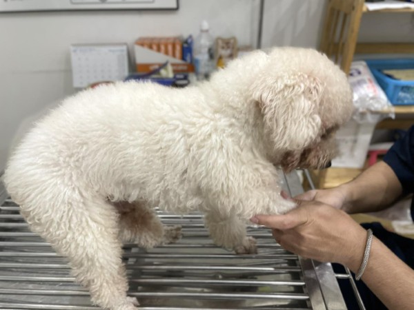 Các bệnh thường gặp ở chó Bichon Frisé
