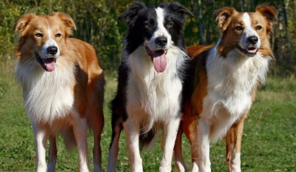 Chó Border Collie có nguồn gốc từ vùng biên giới giữa Anh và Scotland